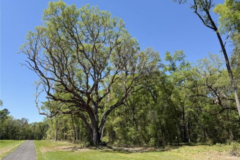 Terrain à Reddick, Floride № 2204366