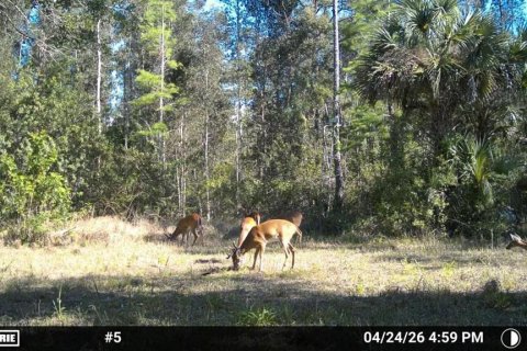 Land in Naples, Florida № 2166050 - photo 3