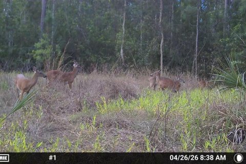 Land in Naples, Florida № 2166050 - photo 9