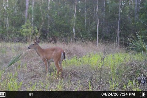 Land in Naples, Florida № 2166050 - photo 15