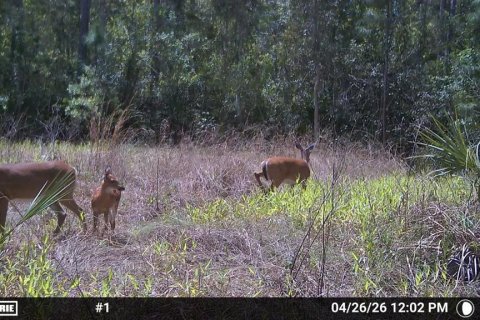 Land in Naples, Florida № 2166050 - photo 7
