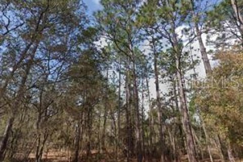 Land in Interlachen, Florida № 2163517 - photo 2