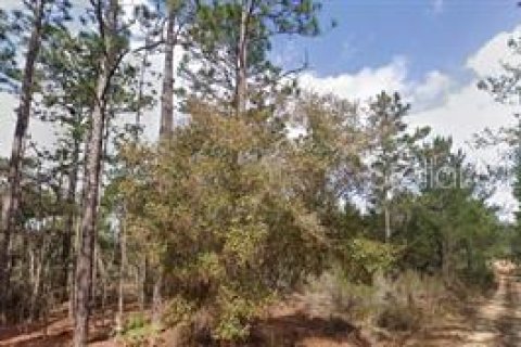 Land in Interlachen, Florida № 2163517