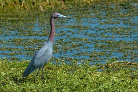 Land in Webster, Florida № 2393555 - photo 25