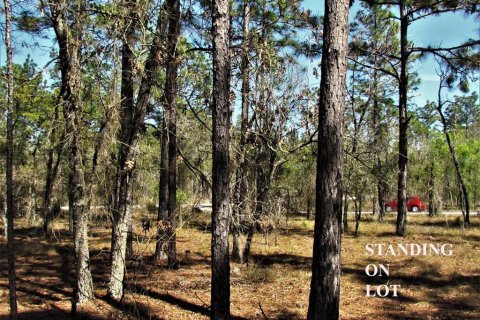 Land in Dunnellon, Florida № 2159455 - photo 4