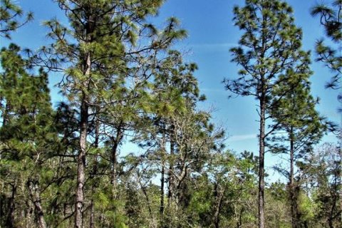 Land in Dunnellon, Florida № 2159455 - photo 3