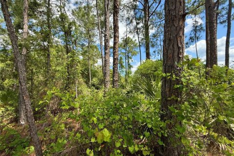 Land in Eustis, Florida № 1624897 - photo 11