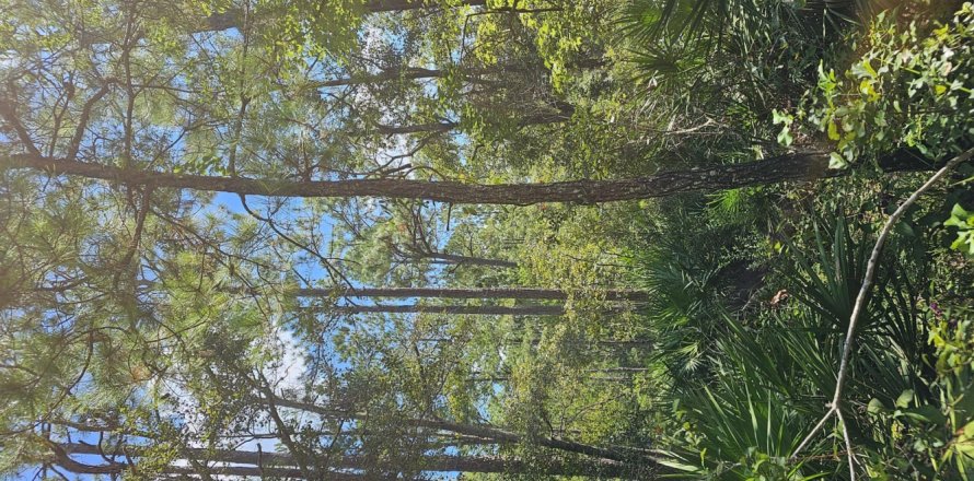 Land in Palatka, Florida № 771991